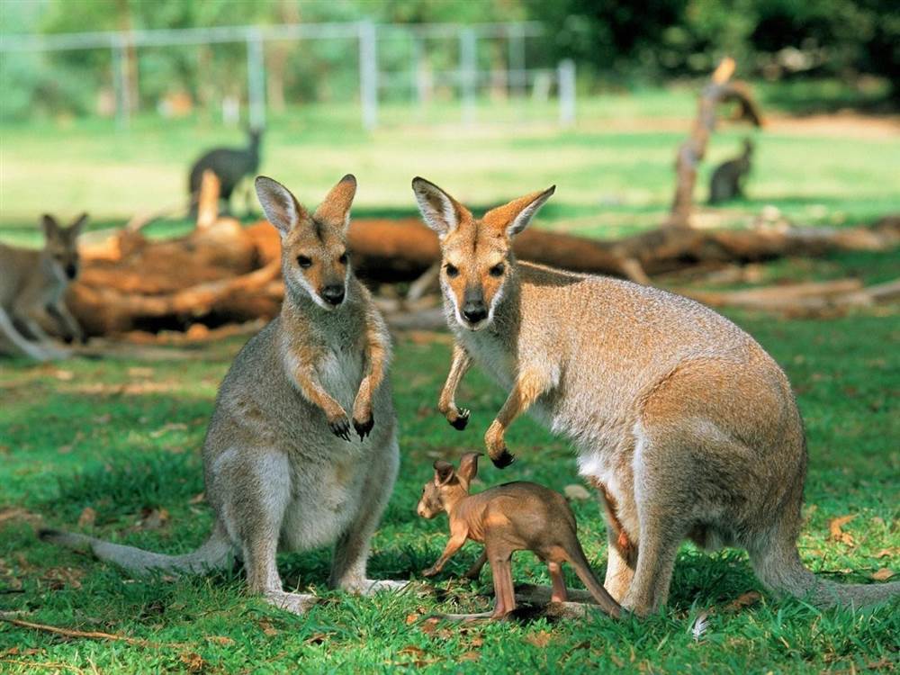 10 điều thú vị của nước Úc mà mọi người vẫn hay lầm tưởng
